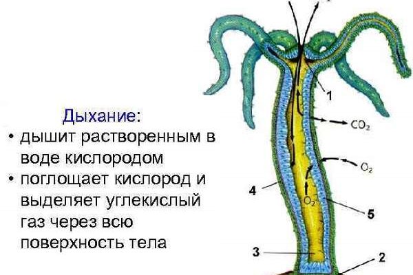 Кракен почему пользователь не найден