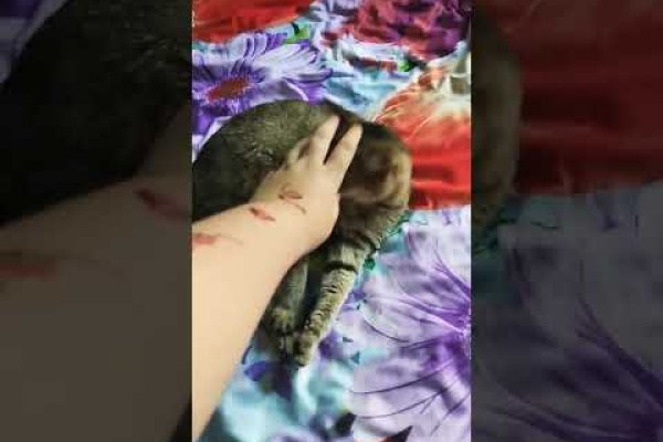 Где найти рабочую ссылку на кракен