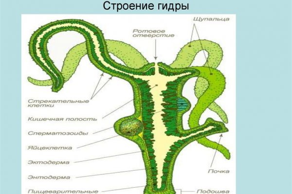 Кракен открылся